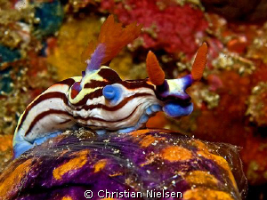 Vibrant colours of Komodo.
Olympus E330, 50mm macro, 1 I... by Christian Nielsen 